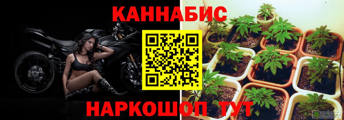 МАРИХУАНА конопля Ачхой-Мартан